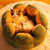 Dog Puppy Flower Bed Round Base Detachable Cushion Sofa for Small to Medium Pet Creative Pet Bed Cute Nest