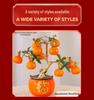 Artificial Pomegranate & Persimmon Tree, Perfect for Spring Festival or New Year Decor in Living Room, Entrance, or TV Cabinet.