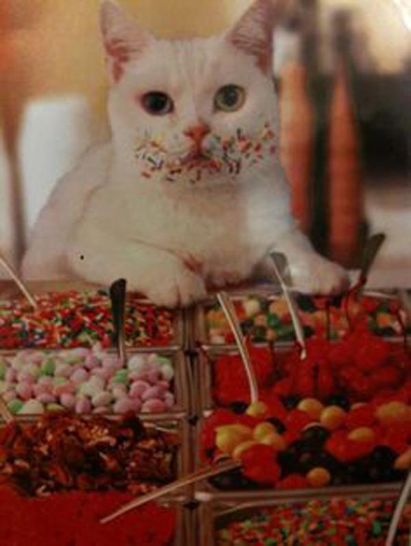 

Алмазная картина Животное 5D Алмазная картина Набор Набор для вышивания Алмазная вышивка Картина 15*20cm