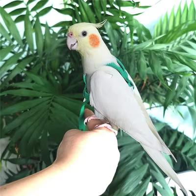 Parrot Flying Rope Traction Strap Outing Rope Training Traction Rope Grey Parrot King Kong Flight Rope Training Bird Supplies