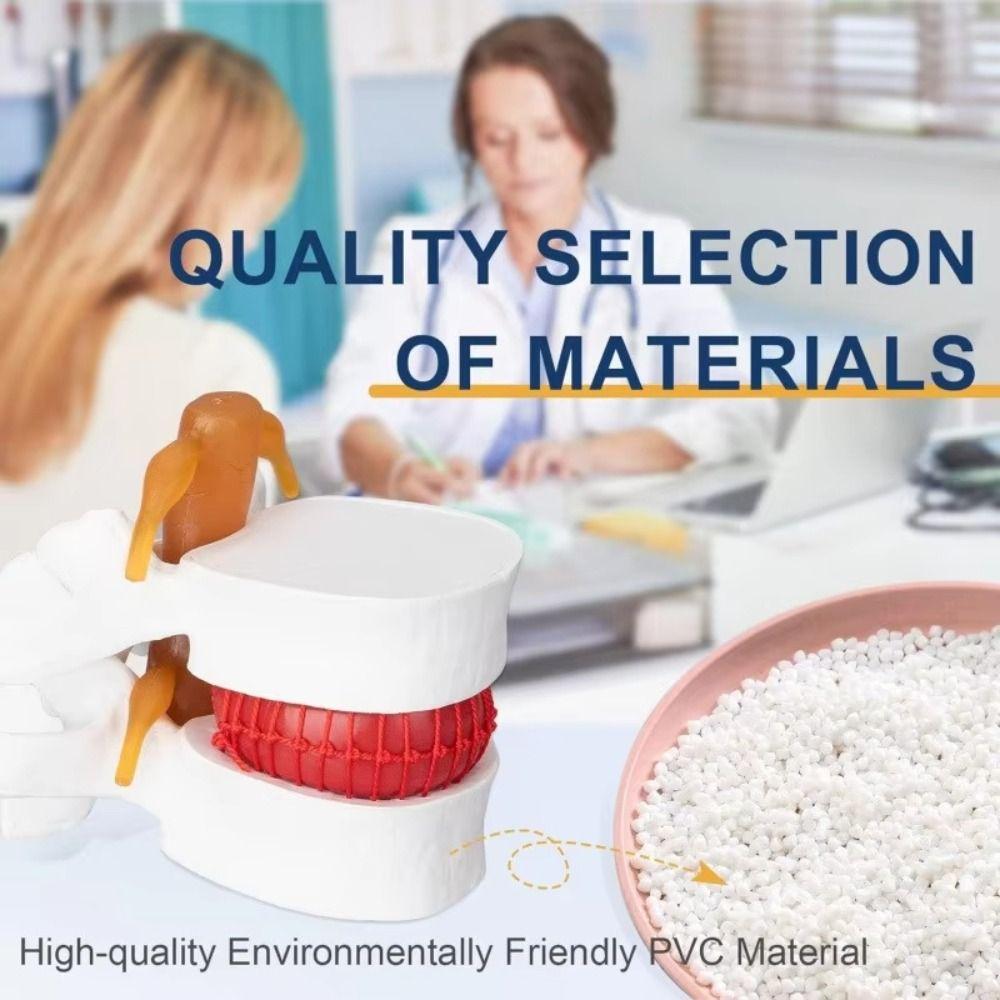 3D Model Lumbar Model Spine Demonstration Structure  Teaching Demonstration