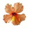 Fiori Artificiali in Stoffa Fermaglio per Capelli Fermaglio per Frangia Fermacapelli Fiore di Ibisco Hawaiano Accessorio per Capelli Stile Vacanza Fermaglio Laterale