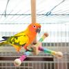 Chew-Proof Construction Wood Bird Training Stand Parrot Play Rack  Small Medium Animals