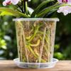 Transparent Plastic Orchid Pot with Drainage Holes and Saucer Root Control Pot for Moss Plants Visible Root System Breathable Pot 16cm Diameter