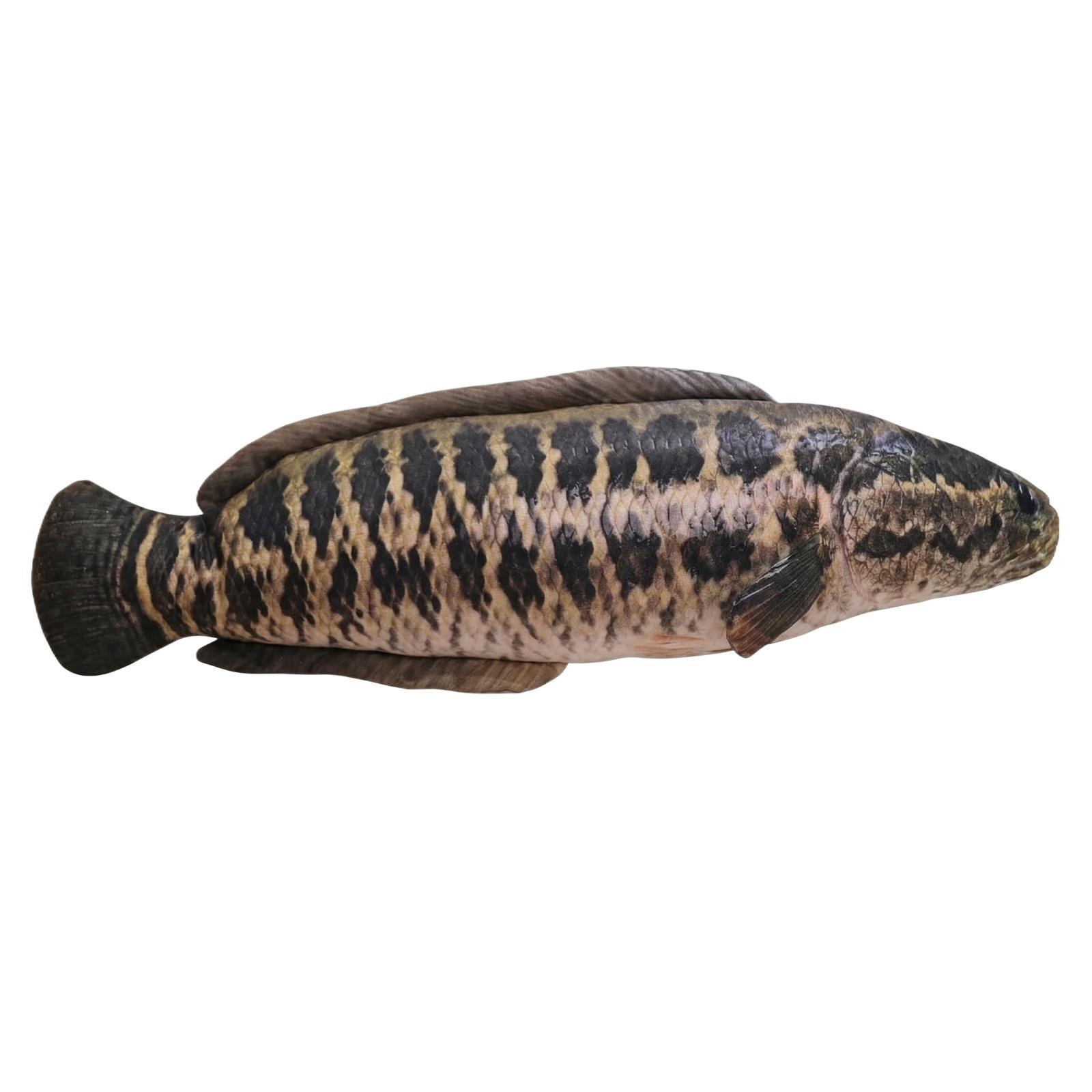 

Realistic Plush Fish Stuffed Animal Soft Toy Large Size Decorative Fish Pillow for Home Office Car Use One Size