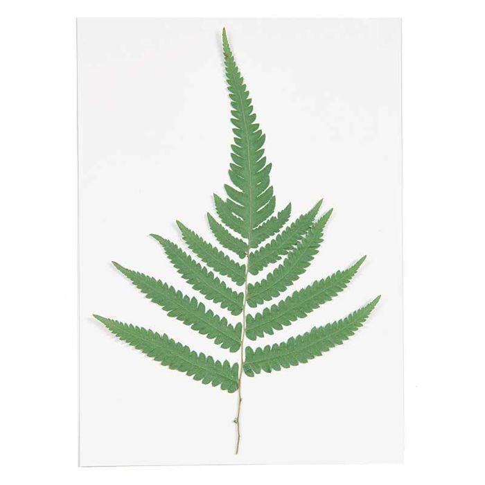 Feuille de fougère séchée et pressée