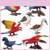 Parrot Kookaburra Figures Pvc Material For Kids Learning And Display