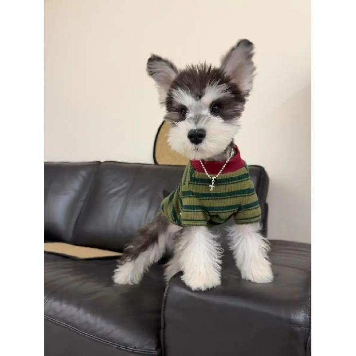 Teddy Dog Shirt Spring Autumn Outdoor Warmth Prevention Two Feet Clothes round Neck T-Shirt Panda Pattern Pet Clothing Access...