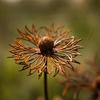 Vintage Rusty Flower Statues Stake 29.5 Inch Metal Artistic Wire Art Decor Rustic