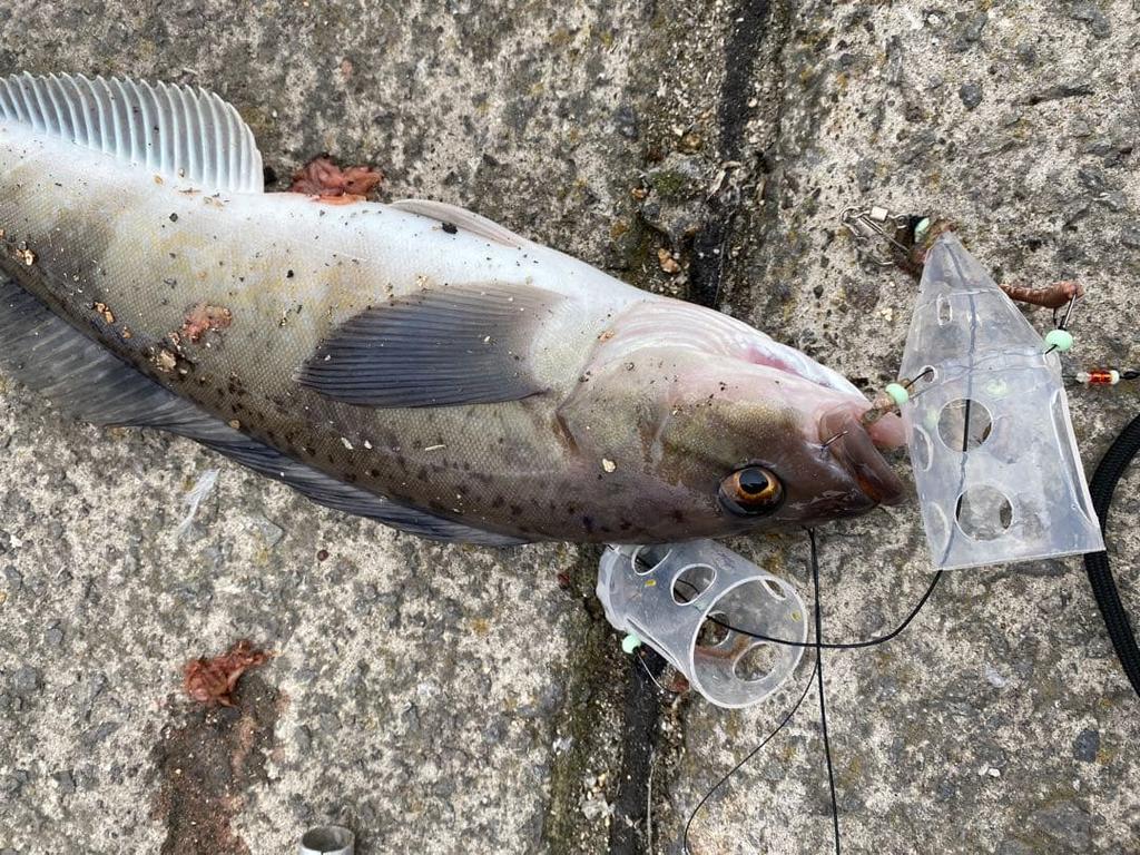 [USED] Killer No. 1 Fishing Bait Box (2-pack) (with hooks)