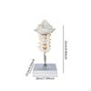 7 Section Cervical Vertebra Model Spine with Nerve Arteries,PVC Human Skeleton for