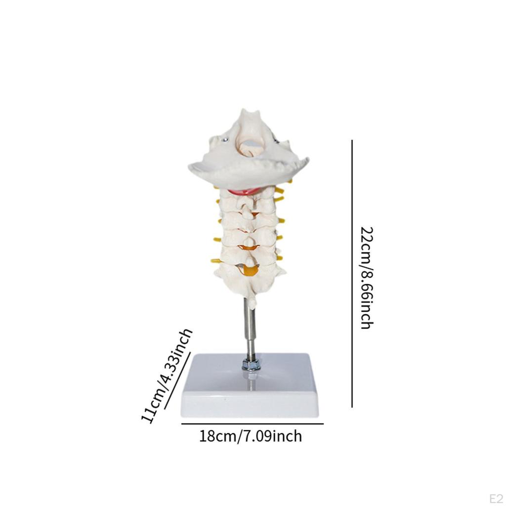 7 Section Cervical Vertebra Model Spine with Nerve Arteries,PVC Human Skeleton for