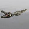 Schwimmender Krokodil-Lockvogel, umweltfreundlicher, schwimmender gefälschter Krokodil-Lockvogel für den Teich, realistische Krokodil-Pool-Statue, ungiftige dekorative Krokodil-Skulptur