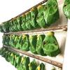 Green Fish Monster Headgear: Hilarious Full Face Prank Mask Inspired by Sand Sculpture Internet Celebrity
