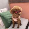 For Small Cat Pet Glasses Pet Products Pets Party Decor Cat Sunglasses Cat  Eye-Wear Cat Glasses