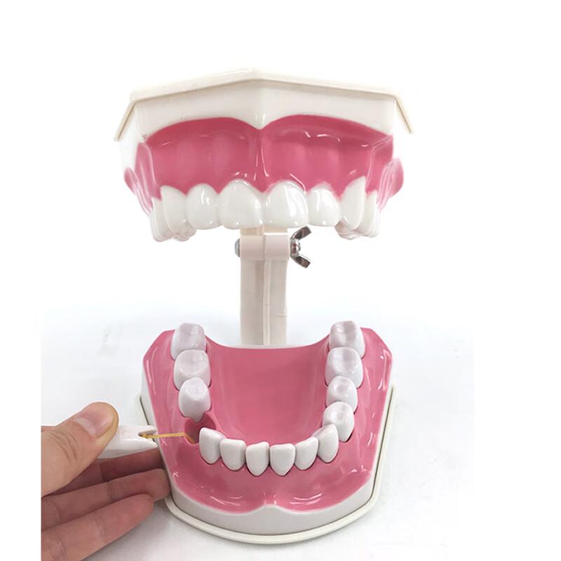 Children s Oral Cavity Model