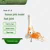 Human Foot Joint Model with Ligaments