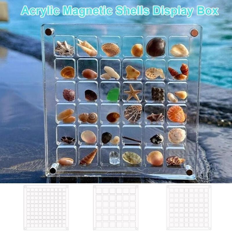 Convenient Acrylic Shell Storage Box Craft Organizer Box Acrylic Magnetic Shell Display Box for Small Crafts Shell