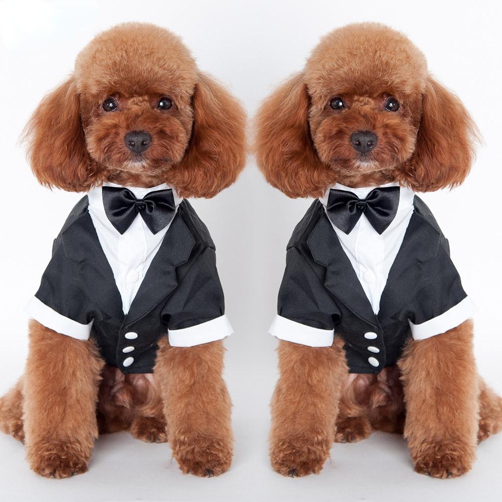 Lindo perro mascota Ropa gato Príncipe Traje de boda Esmoquin Pajarita  Cachorro Ropa Abrigo comprar a buen precio — entrega gratuita, reseñas  reales con fotos — Joom
