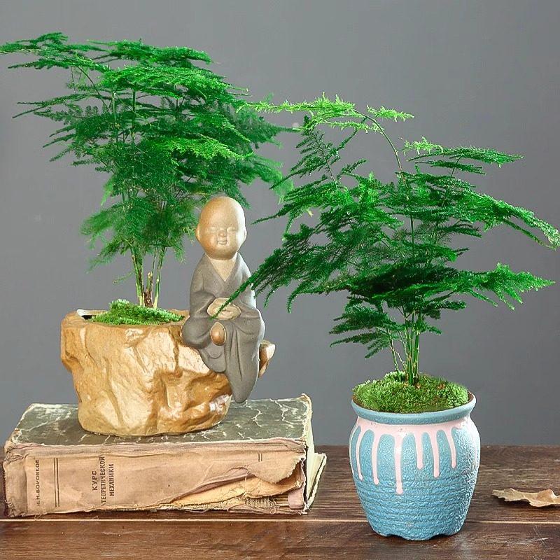 Asparagus Fern Indoor Plant: Air-Purifying, Evergreen, Hydroponic Bonsai for Office or Home