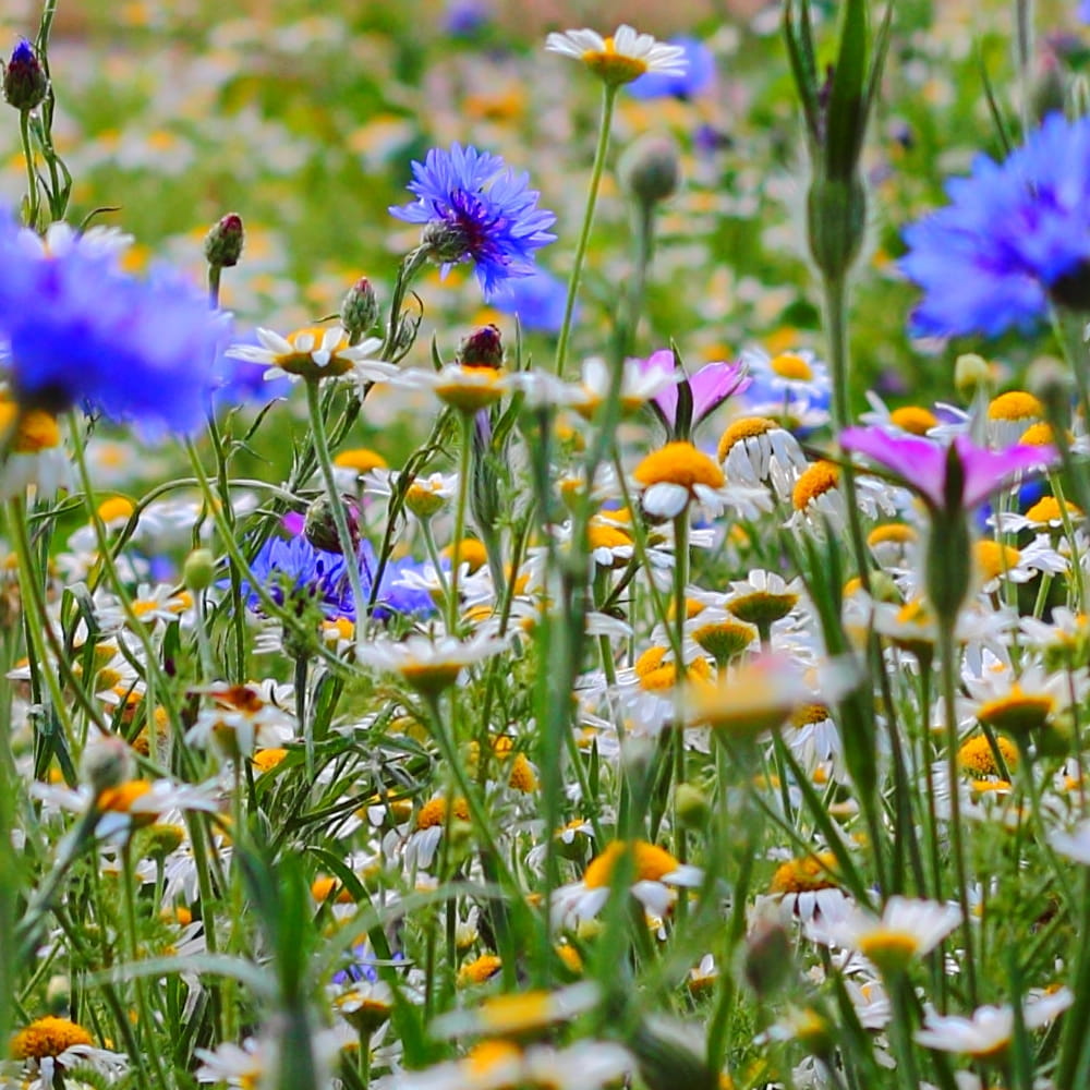 Express-Blumenmischung Łączka 500 g Samen mit schnellem Blütenwachstum, gemischte Farbsorten