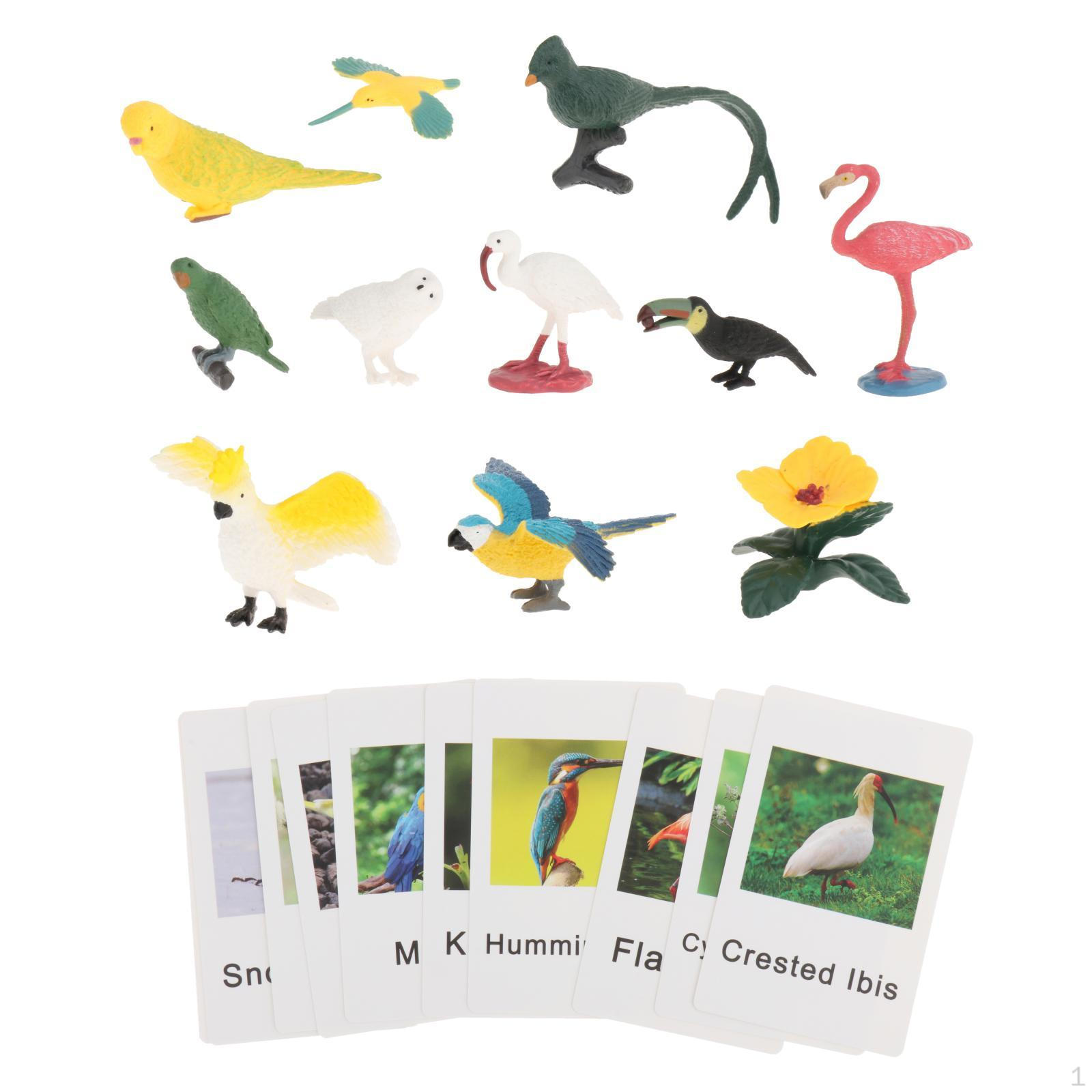 

Montessori Animal Figures with , Language Materials, Realistic Figures, Toys for Preschool bird