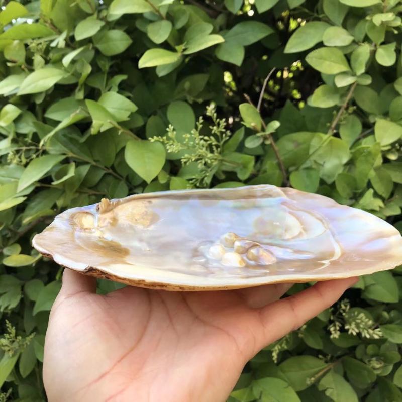 Natural Seashells and Freshwater Pearls for Home Decor, Aquariums, and Creative Crafting