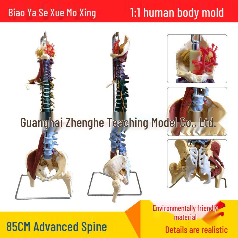 1:1 Adult Human Spine Model - Orthopedic Skeleton with Cervical and Lumbar Vertebrae 85CM