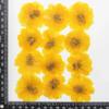 120pcs Dried Pressed Flower Cosmos Sulphureus Cav. For Epoxy Resin Pendant Necklace Jewelry Making Craft DIY Accessories