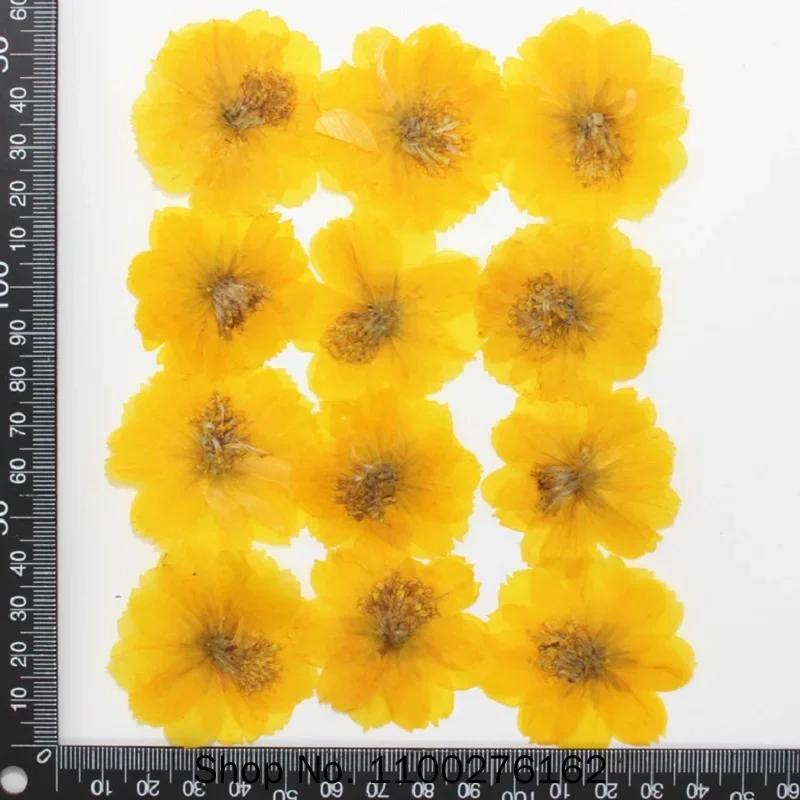 120pcs Dried Pressed Flower Cosmos Sulphureus Cav. For Epoxy Resin Pendant Necklace Jewelry Making Craft DIY Accessories