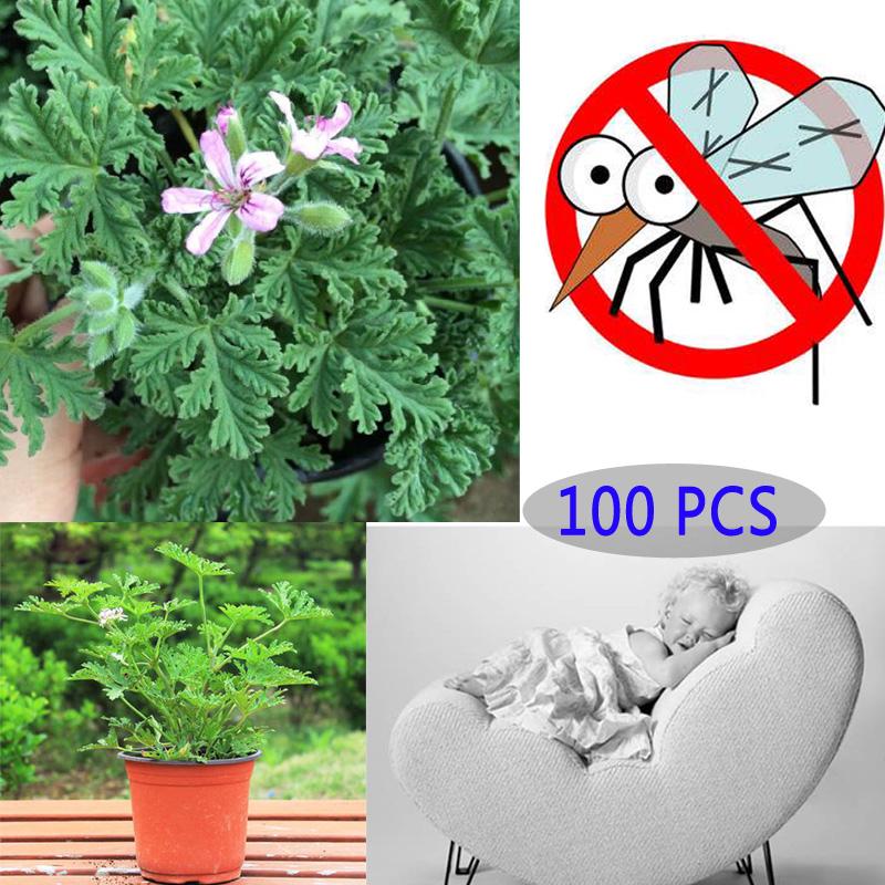 100 PCS Mozzie Buster Sweetgrass Seeds Bonsai Indoor Aromatic Plants Ornamental 100 PCS Mozzie Buster Sweetgrass Seeds Bonsai Indoor Aromatic Plants Ornamental