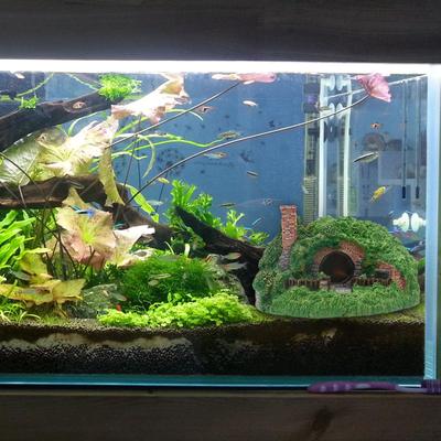 Peces y mascotas acuáticas – Decoración de peceras