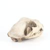 Snow Leopard Home Decoration Resin Model Animal Skull for Teaching and Research