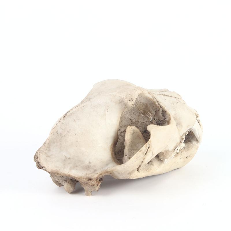 Snow Leopard Home Decoration Resin Model Animal Skull for Teaching and Research