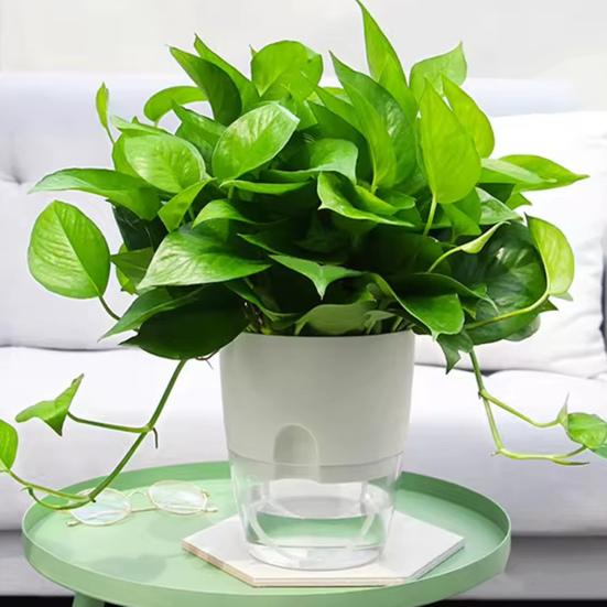 Blumentopf mit Drainagelöchern Wassereinfüllöffnung Automatischer Selbstbewässerung Hydroponischer Blumentopf Transparenter Sockel Hydroponischer Pflanztopf