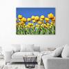 Canvas Print, Yellow Tulips In a Meadow