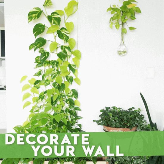 10 ks/sada Úspora místa Vrtačka s klipem pro rostliny Zdarma Flexibilní lezecká stěna Hák na vinnou révu pro zelené rostliny