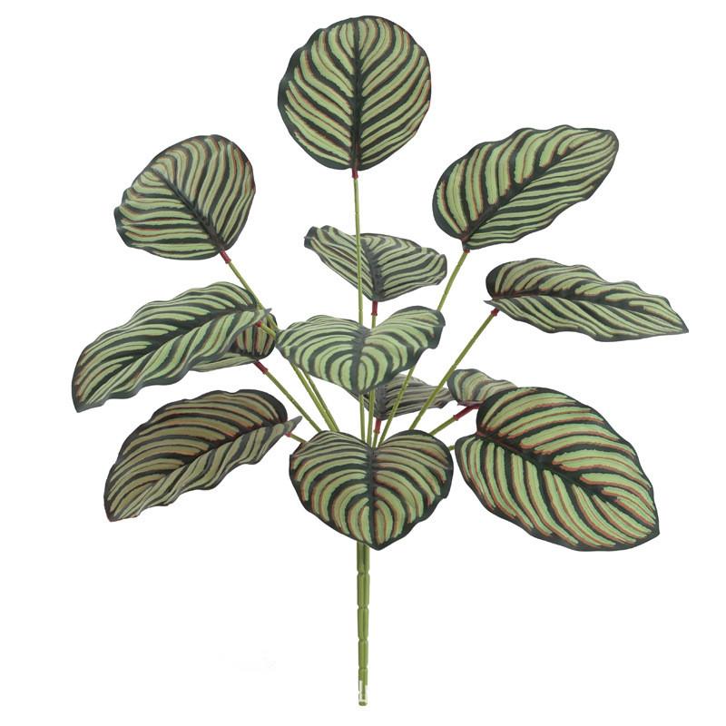 Makoyana Green Goeppertia Plant For Photography Studio And Home Interior