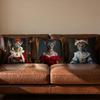 Sphynx cat Cushion Cover Soft Reversible Durable Pillow Cover MultiScene Use for Home Car Daily Comfort