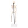 Human Skeleton Model 42cm Detachable Flexible Lightweight PVC Mini Teaching Skeleton Model