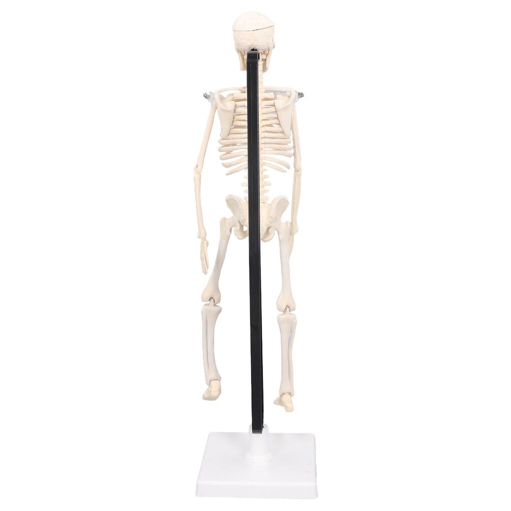 Human Skeleton Model 42cm Detachable Flexible Lightweight PVC Mini Teaching Skeleton Model