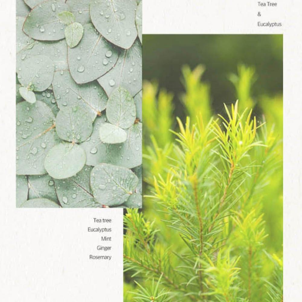 RYO Root:Gen Men's Customized Hair Loss Treatment Shampoo with Tea tree and Eucalyptus Scent, 515ml