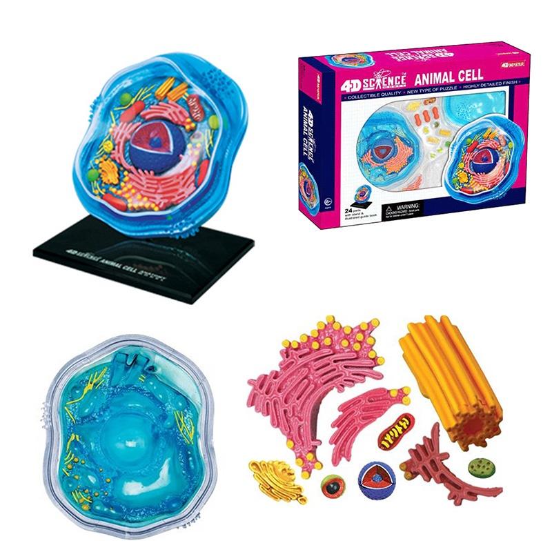 

Educational Animal And Plant Cell Model For Teaching Microscopic Biology Pvc Plastic Material