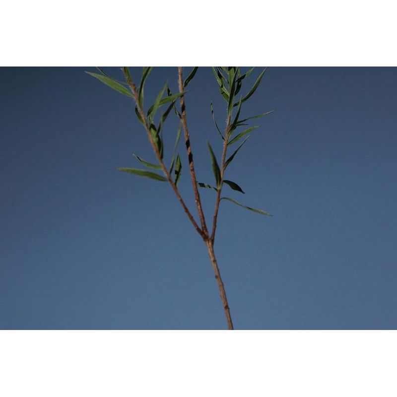 AROMATICA - Pure & Soft Feminine Wash Chamomile & Tee Tree