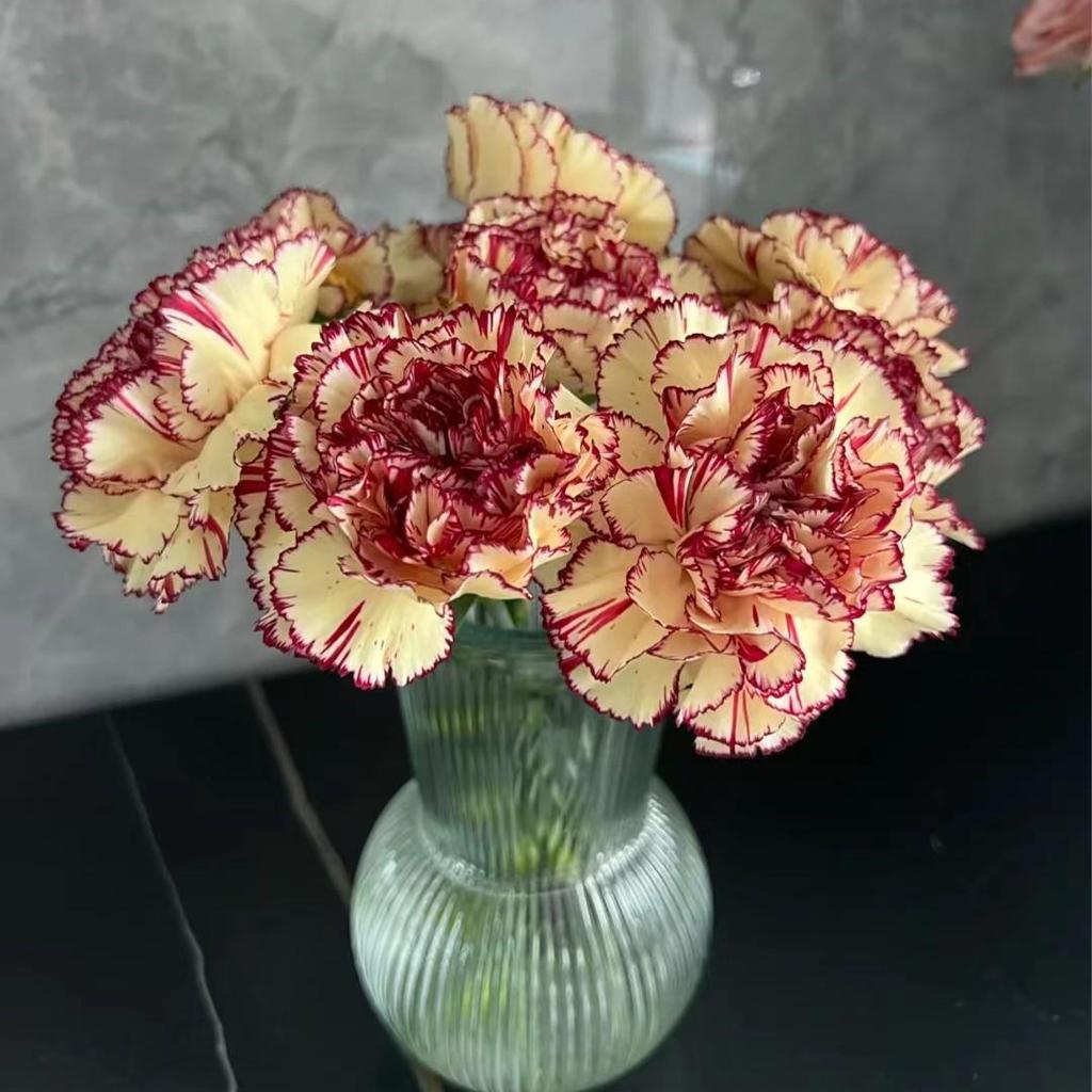 Carnation Fresh Cut Flowers for Teacher's Day, Women's Day, Family Arrangements, and Goddess Day Gifts.