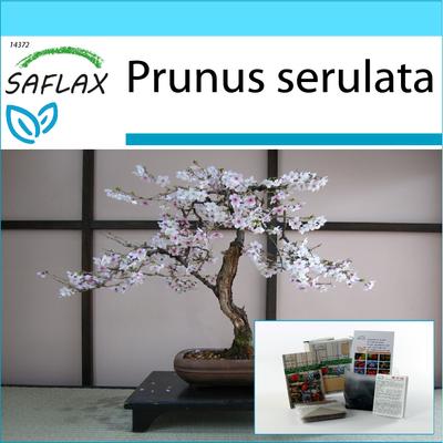 Gift Set - Bonsai - Wild Black Cherry - 30 Seeds - With Gift Box, Card, Label and Potting Substrate - Prunus Serulata