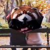 Red Panda and Rose pattern, automatic folding umbrella, portable and foldable design, 8 ribs, a Christmas or birthday gift.