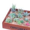Set0819 Simulation Succulent Plant Set Succulent Plant Mixed With Home Shopping Mall Decoration Shooting Props