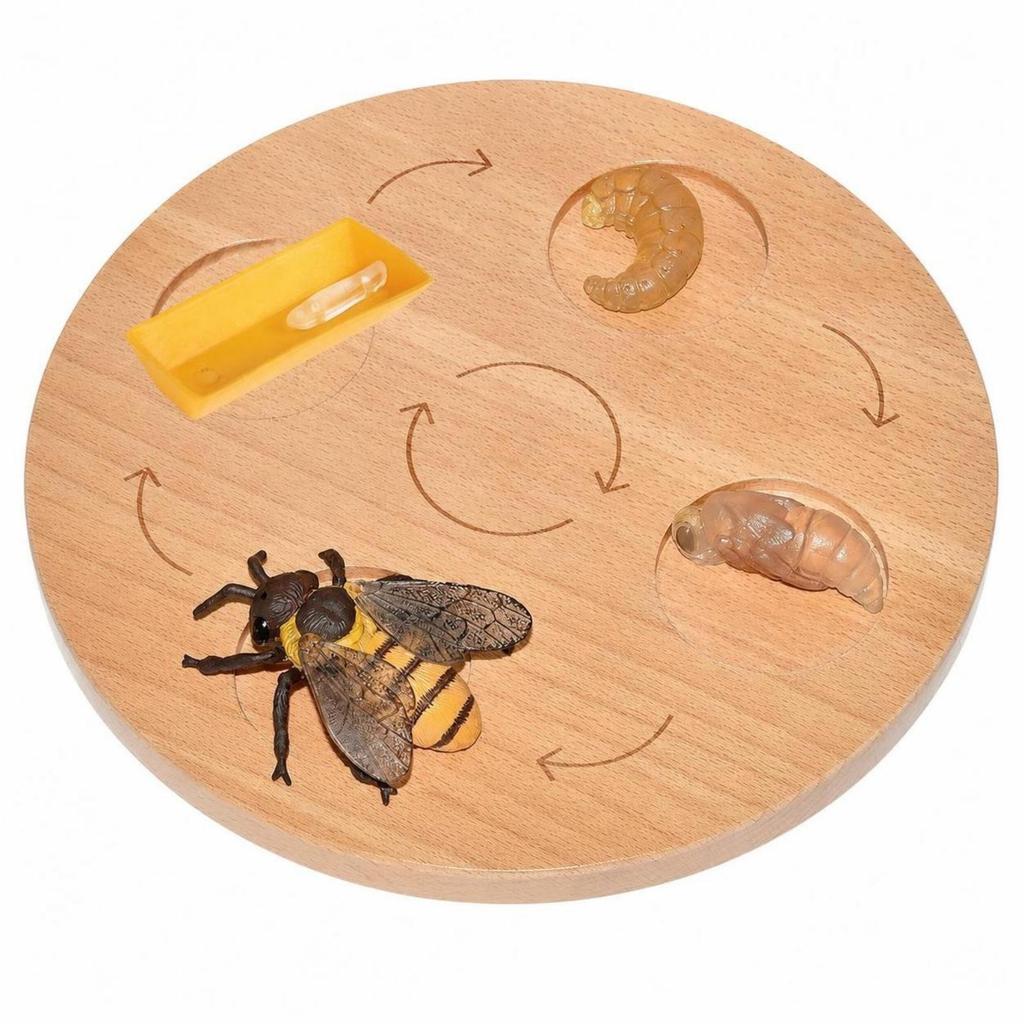 Handson-Earth Cycle Learning Toy Set Interactive Life Early