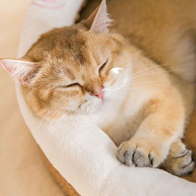 Cat Litter Universal Cat House Semi-closed Cat Bed Villa Winter Warm Removable and Washable Kennel